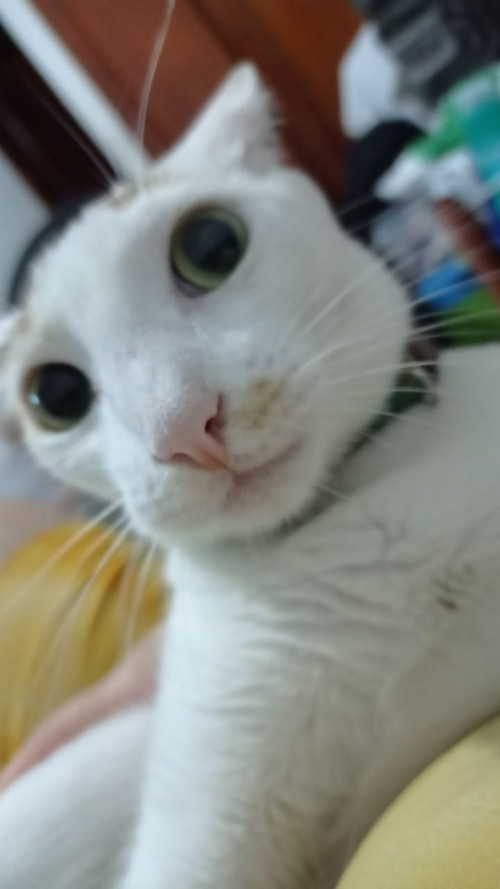 Hera