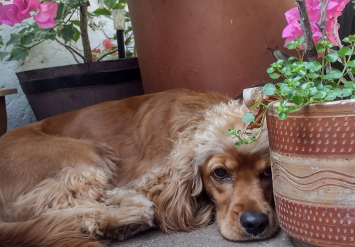Max