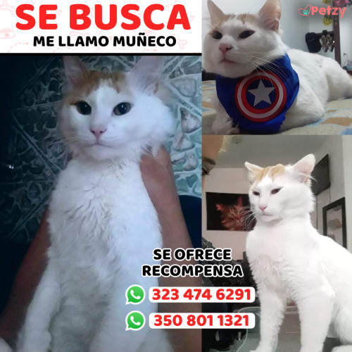 Foto de mascota Muñeco