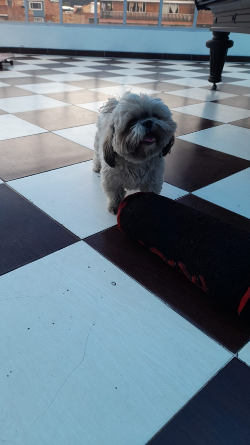 Toby