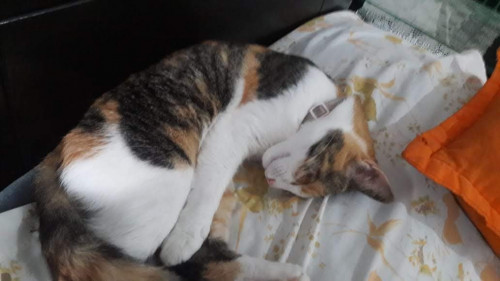Princesa