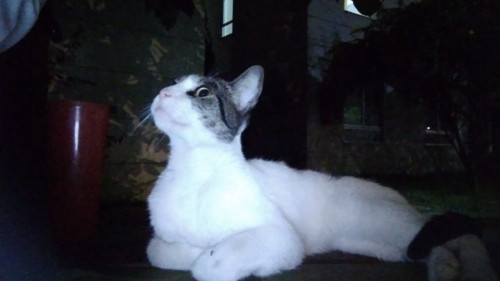 Michu