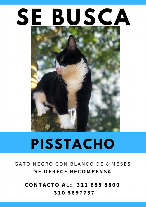Pisstacho