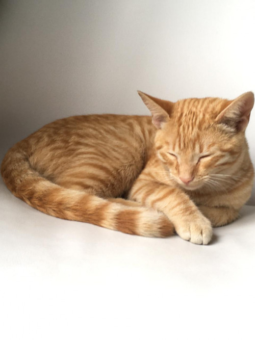 Simba