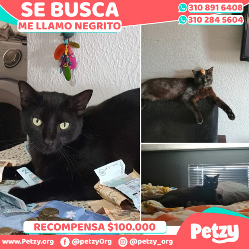 Foto de mascota Negrito