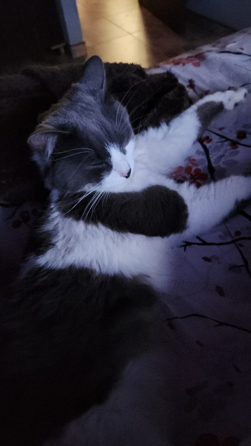 Loky