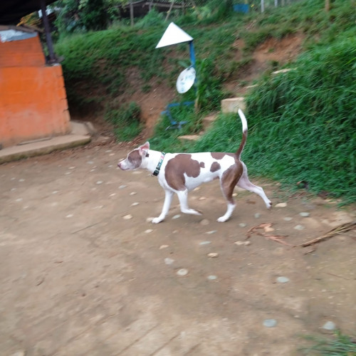 Manchas