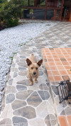 Foto de Chueco en Marinilla Antioquia #3