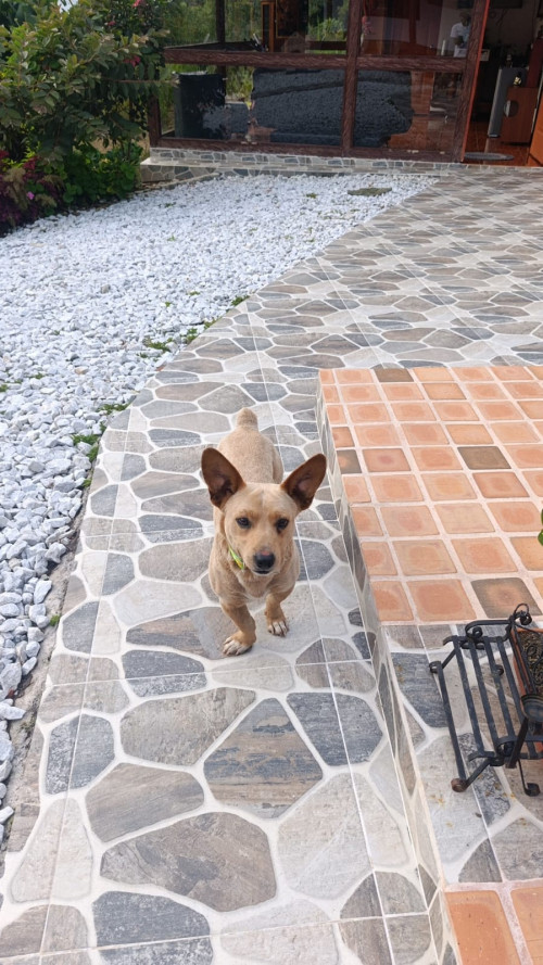 Chueco