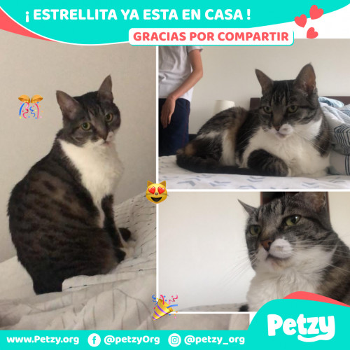 Foto de mascota Estrellita