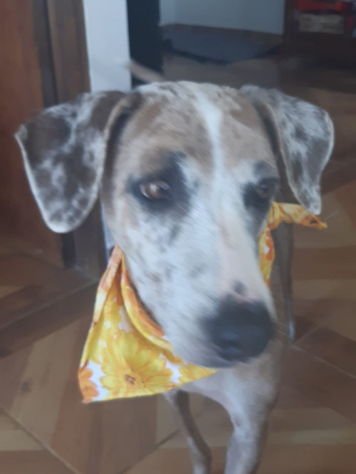 Brisa