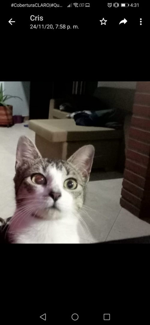 Frida