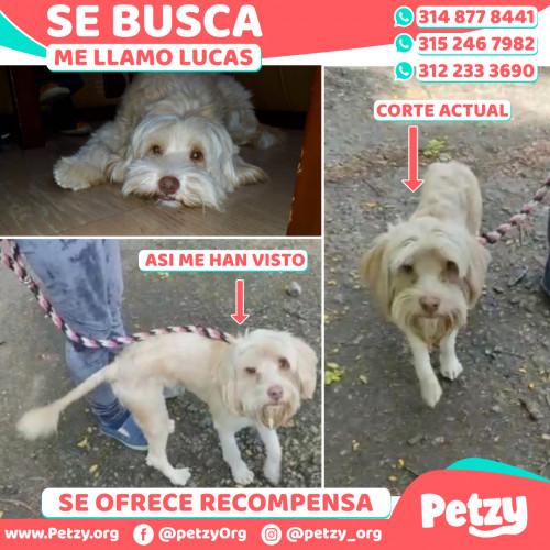 Foto de mascota Lucas