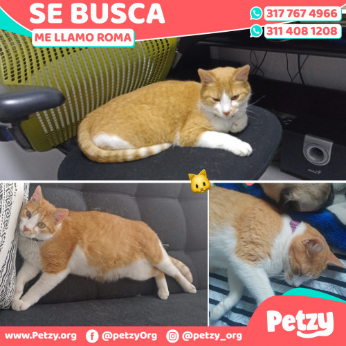 Foto de mascota Roma