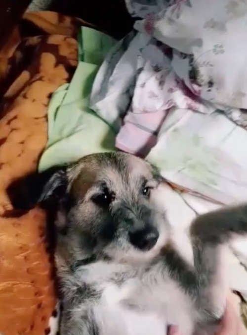 Milu