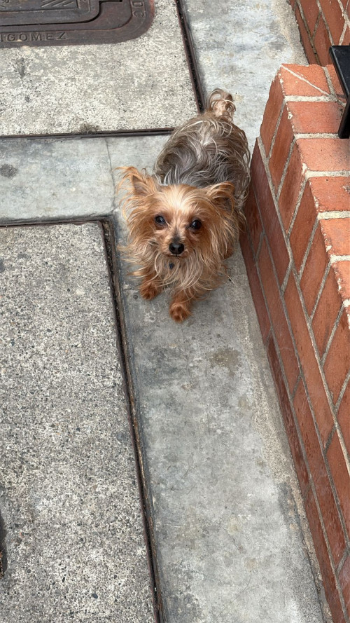 Copito