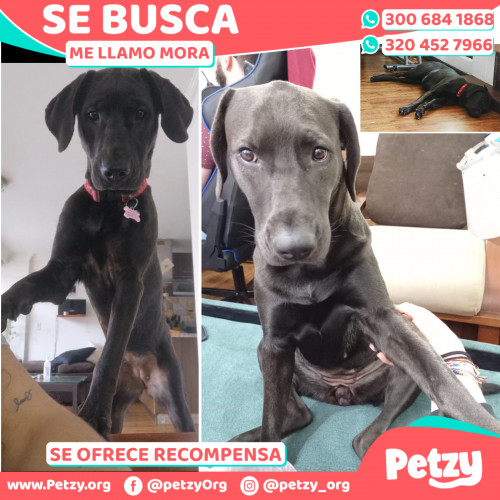 Foto de mascota Mora