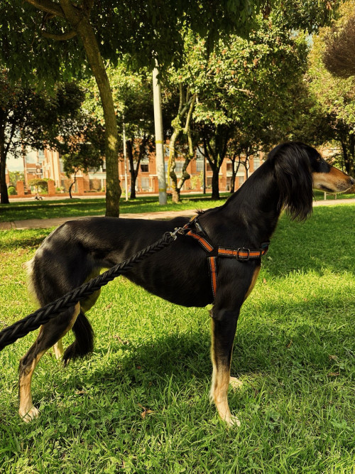 Oliva