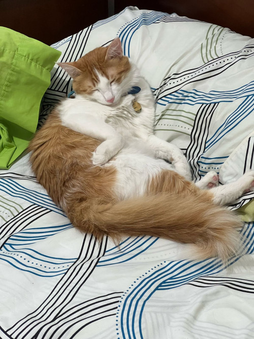 Simba