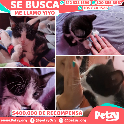 Foto de mascota Yiyo