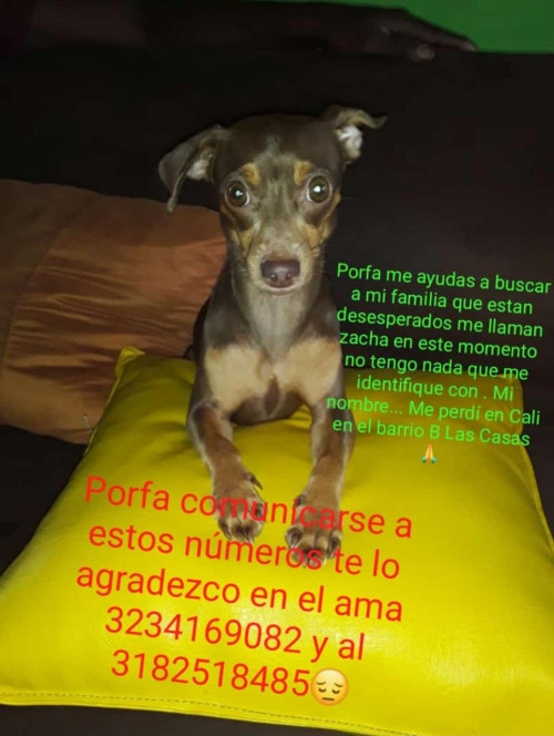 Sacha