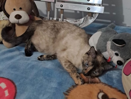 Niña
