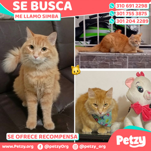 Foto de mascota Simba 