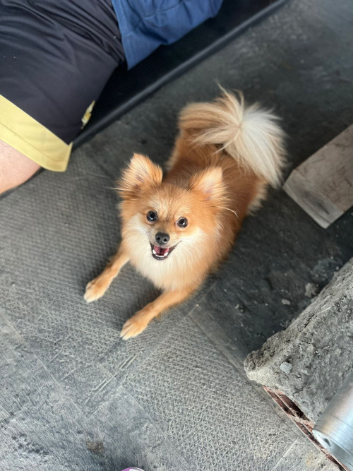 Axel
