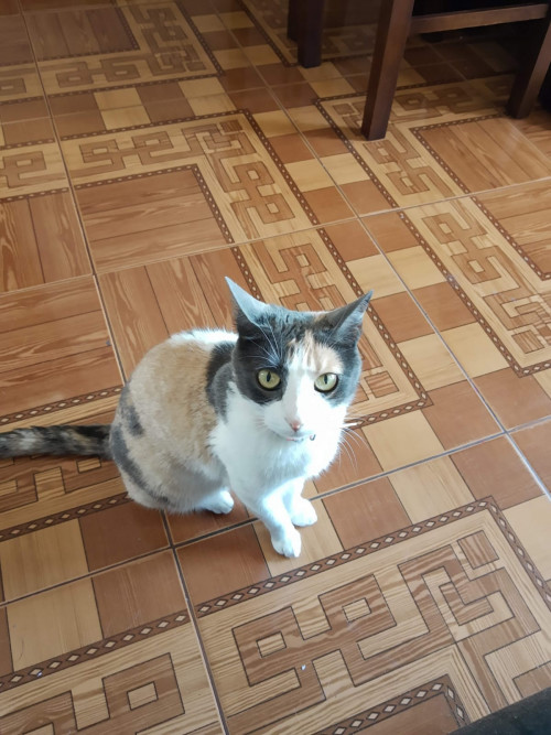 Dulce