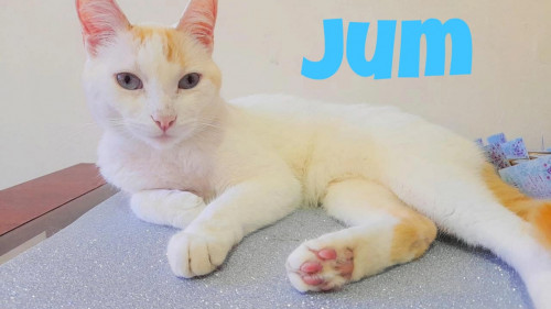 Jum