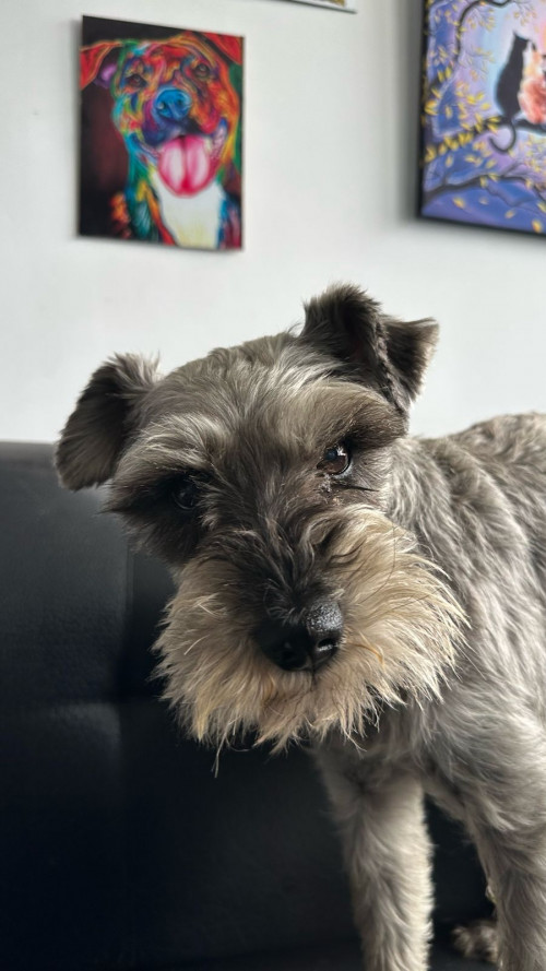 A Este Perrito