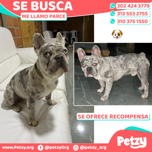 Foto de mascota Parce