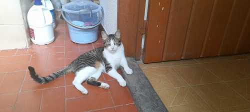 Orión