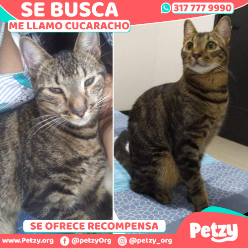 Foto de mascota Cucaracho