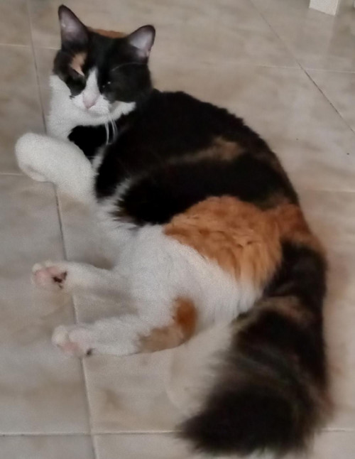 Frida
