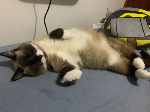 Mía