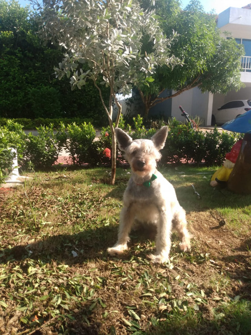 Toby