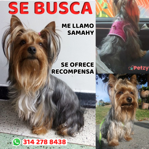 Foto de mascota Samahy