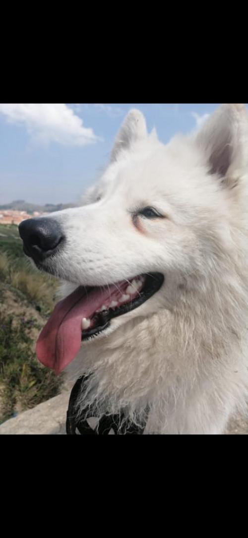 Benji