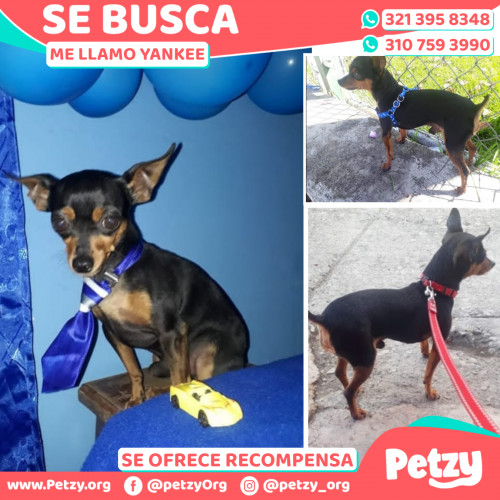 Foto de mascota Yankee