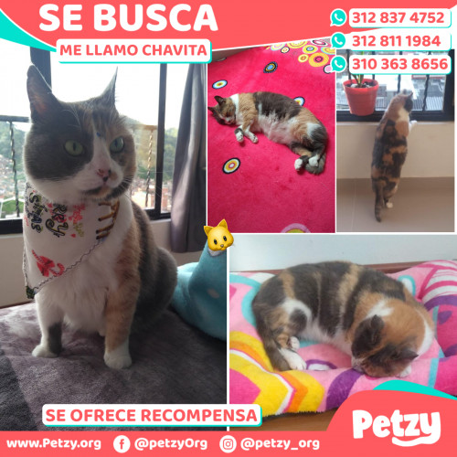 Foto de mascota Chavita