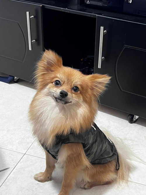 Axel
