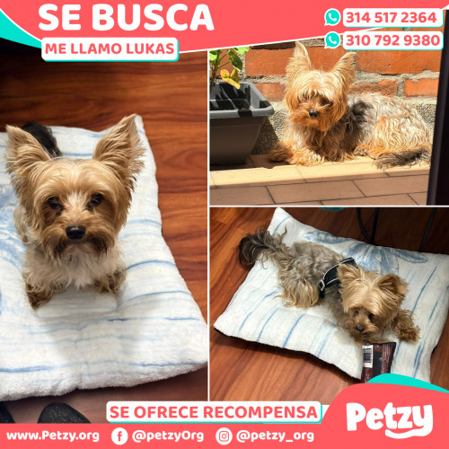 Foto de mascota Lukas