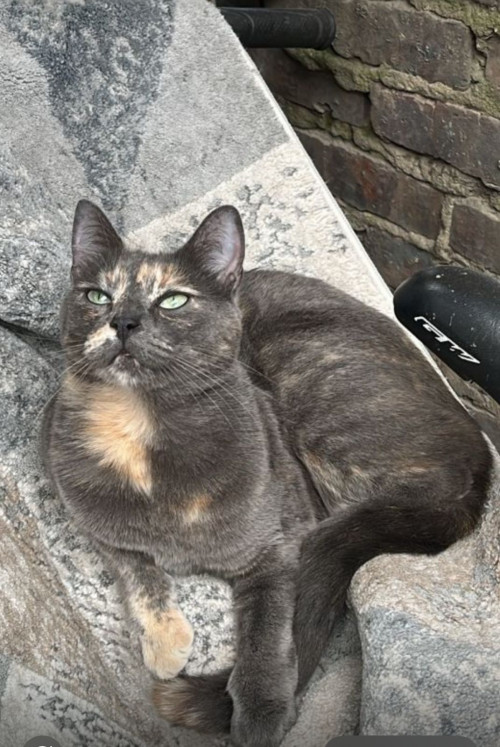 Mía