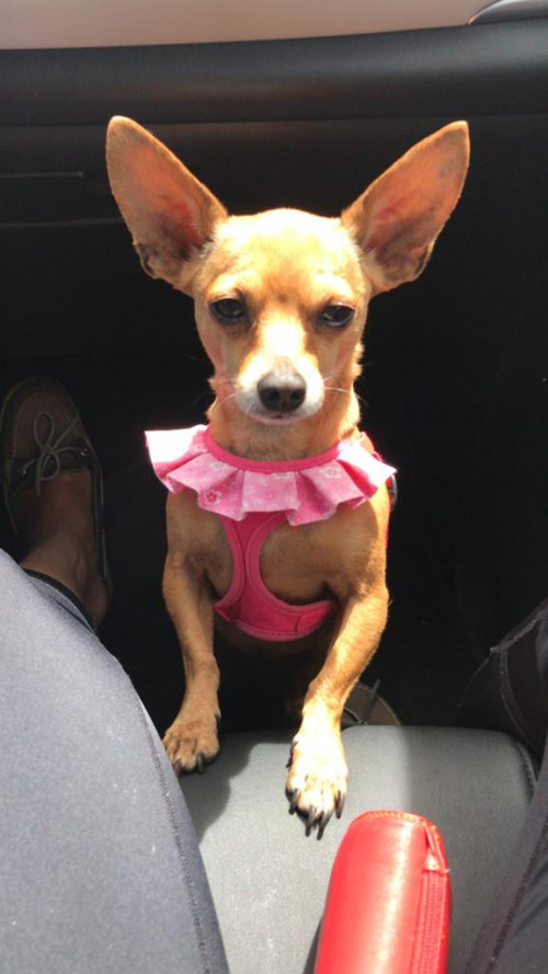 Princesa