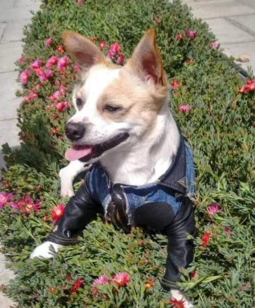 Apolo