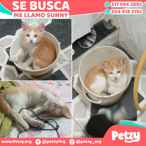 Foto de mascota Sunny