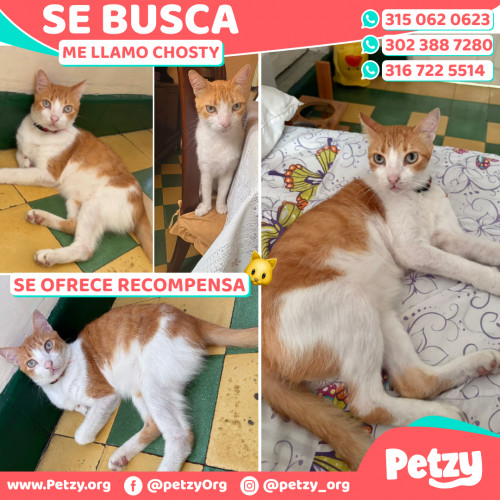 Foto de mascota Chosty