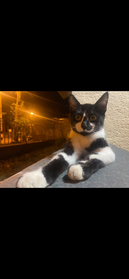Pedro José