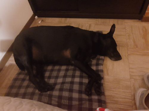 Negra
